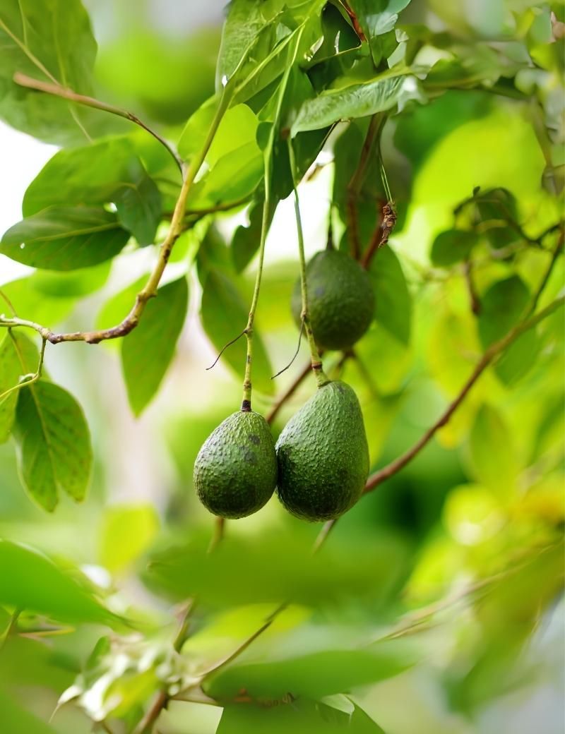 Aguacate