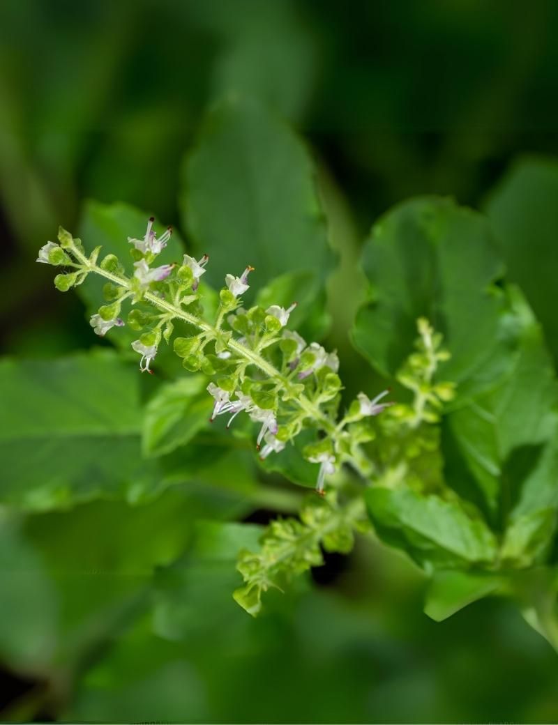 Albahaca