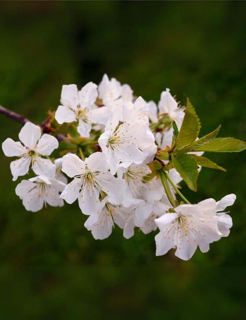 Albaricoque