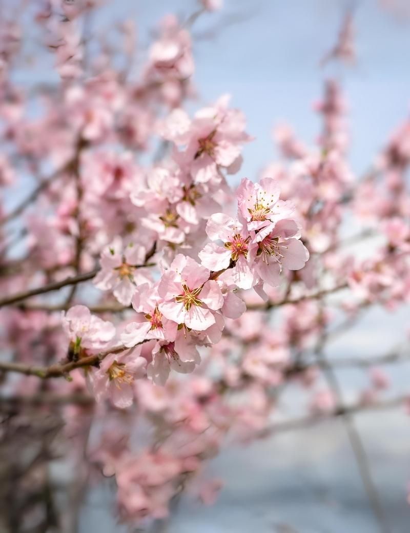 Almendras