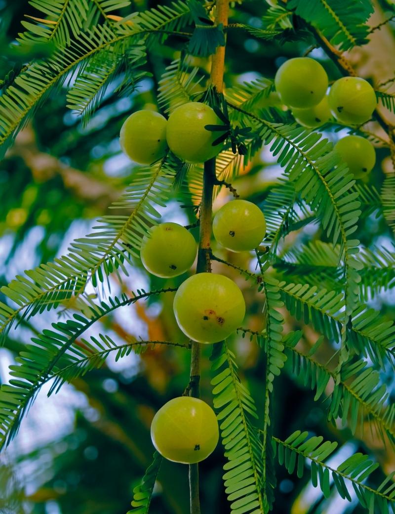 Amla