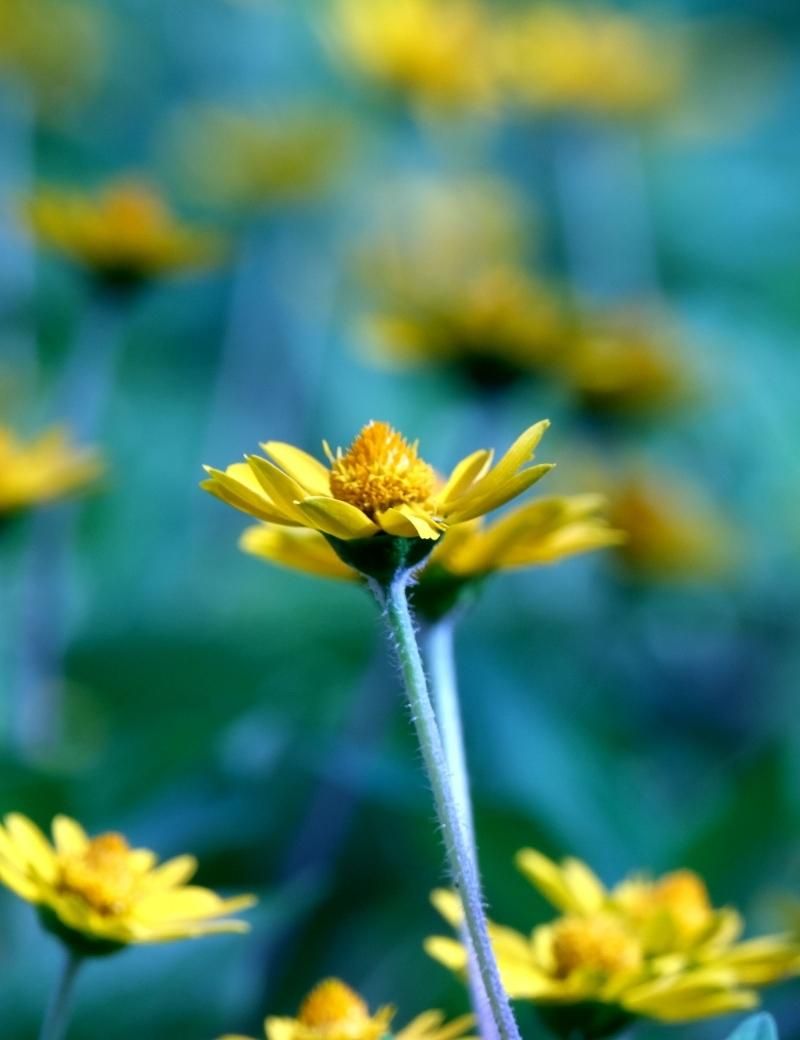 Arnica