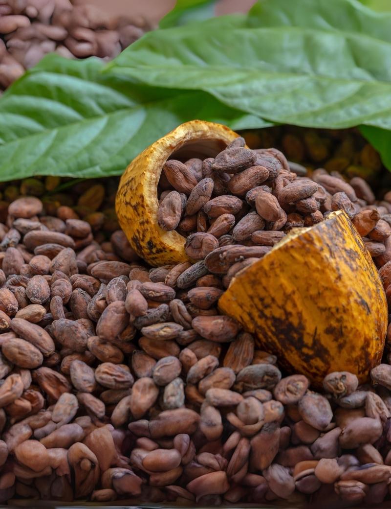 Cacao