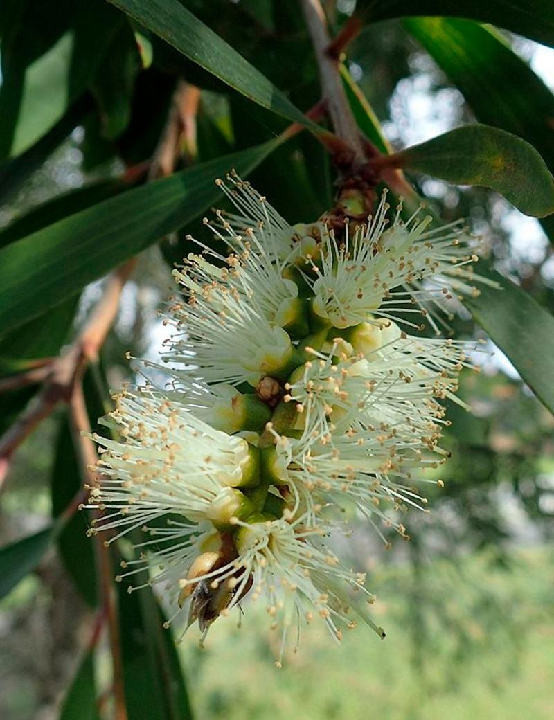 Cajeput