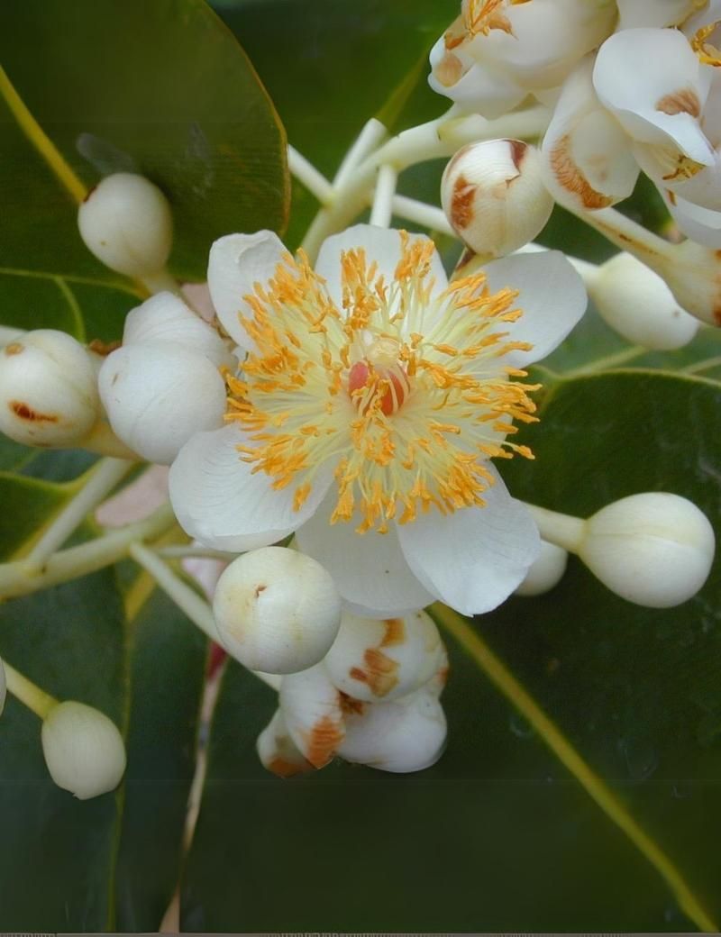 Calófilo