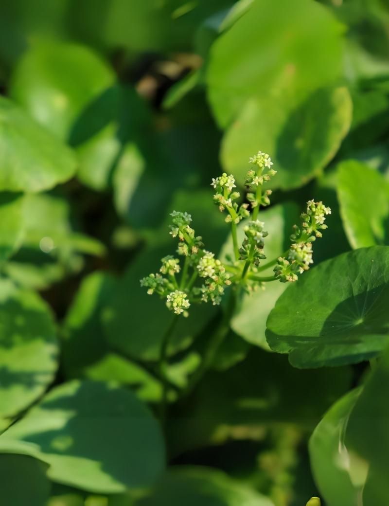 Centella asiática