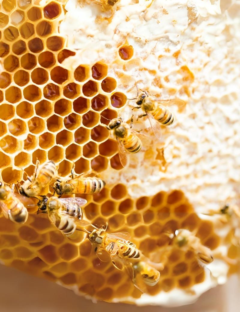 Cera de abejas
