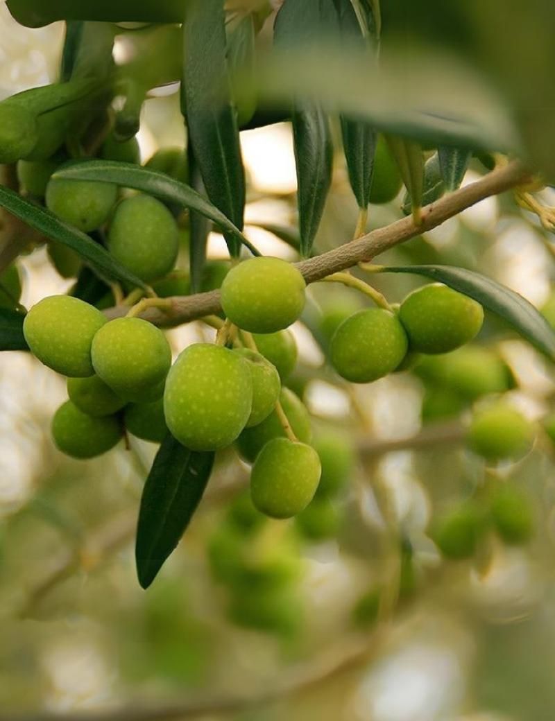 Escualano