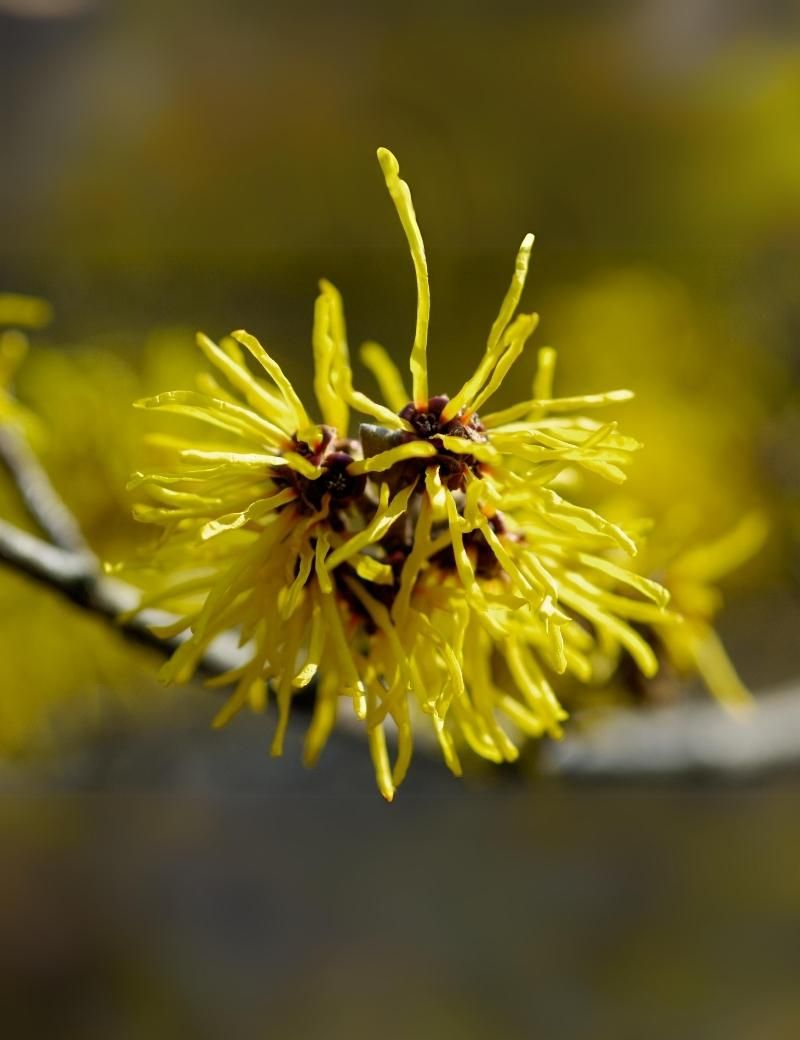 Hamamelis