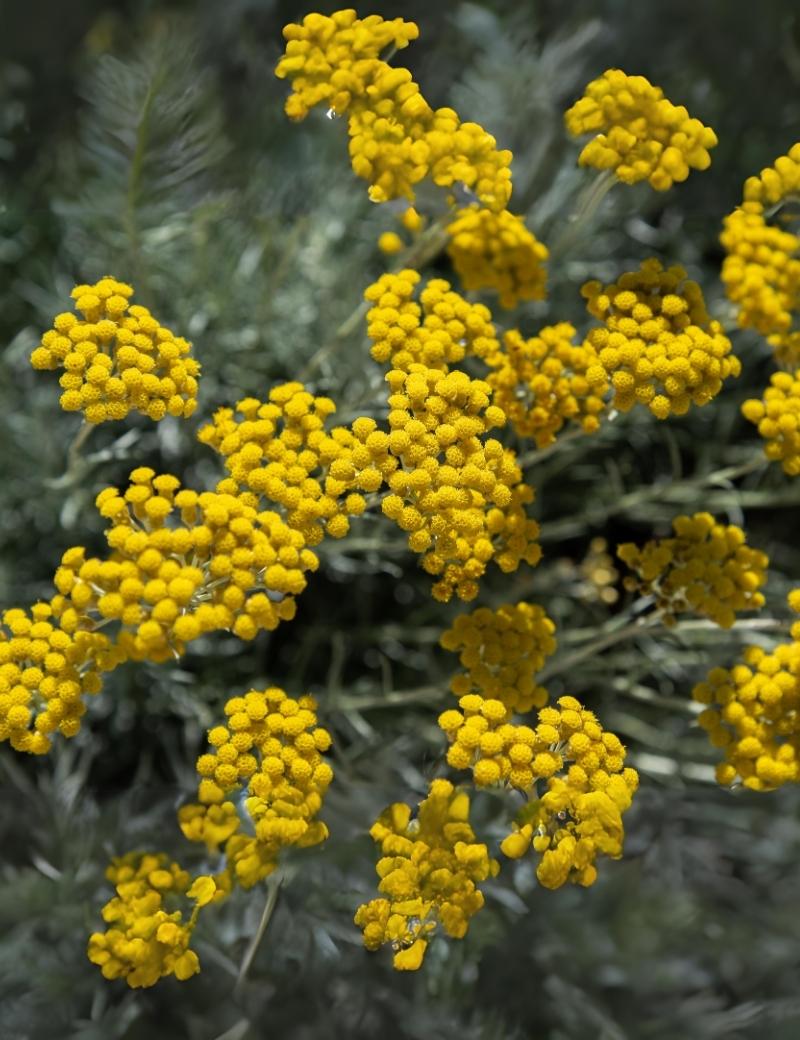 Helicriso
