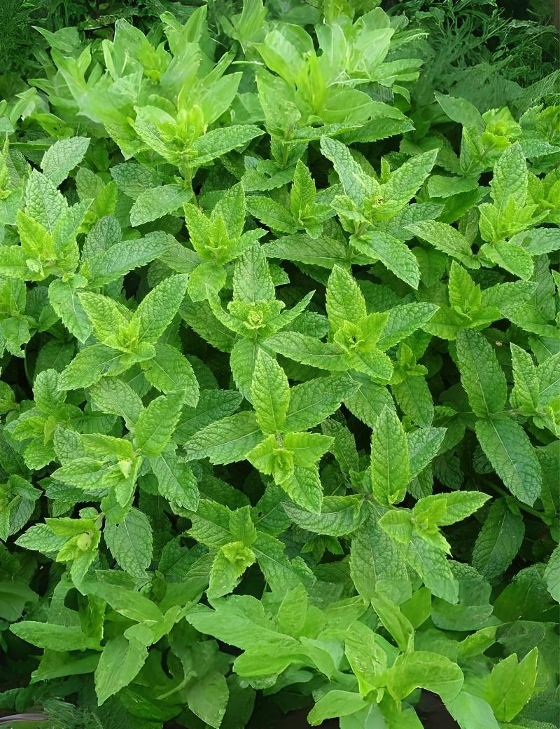Hierbabuena