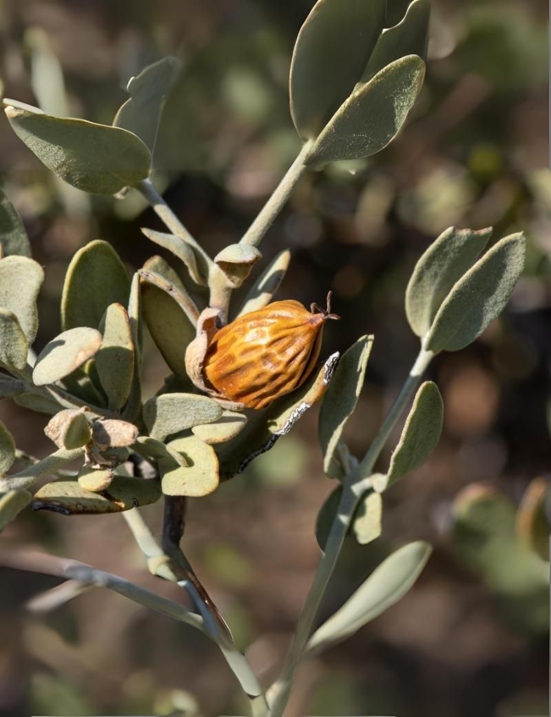 Jojoba
