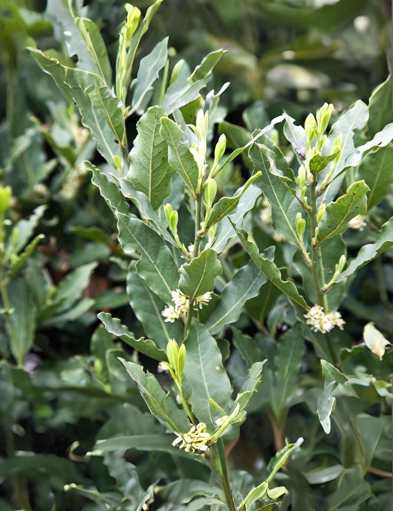 Laurel