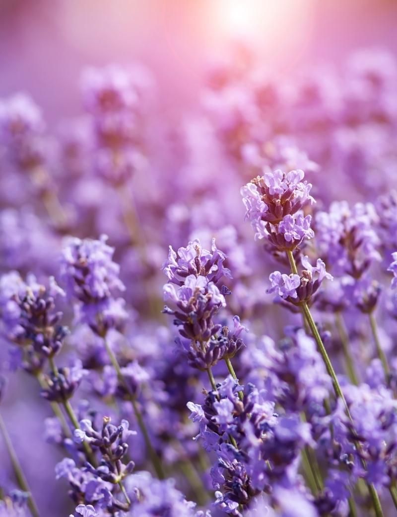 Lavanda