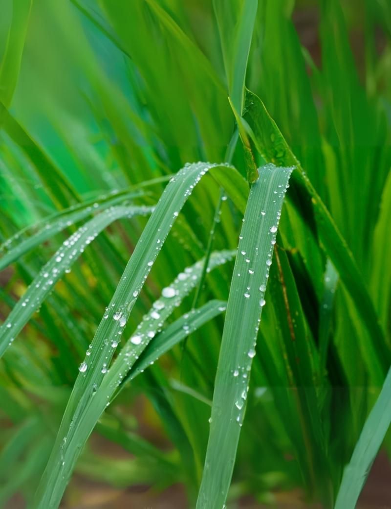 Lemongrass