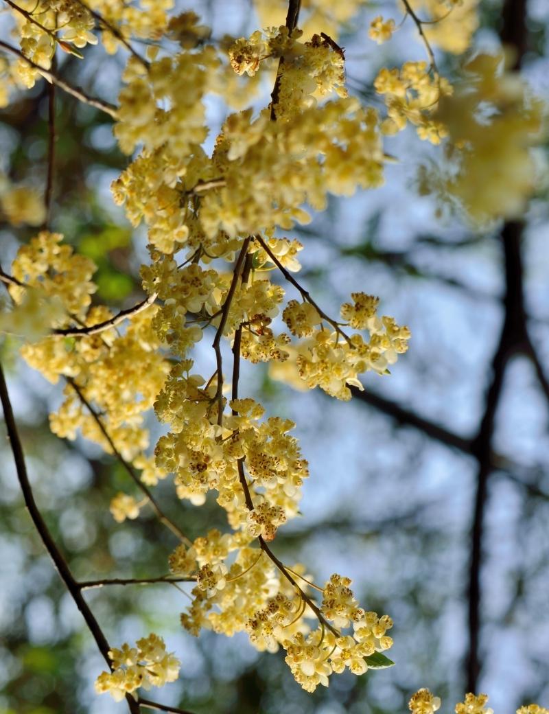 Listsea cubeba