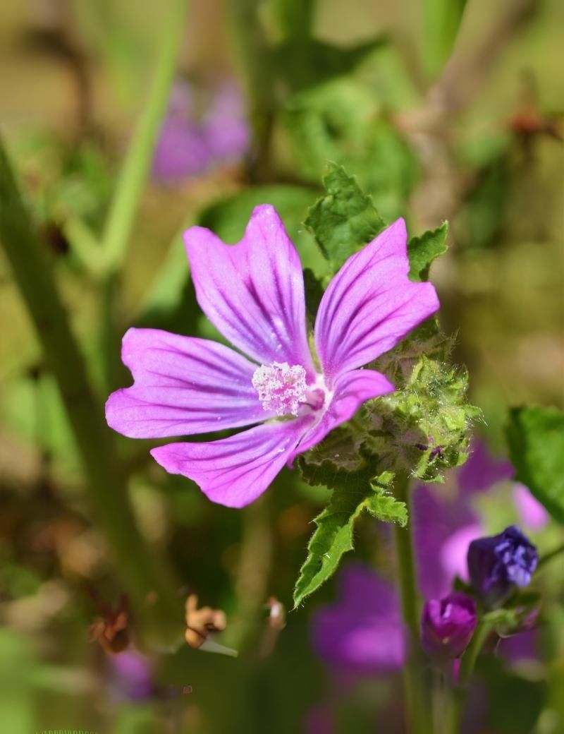 Malva