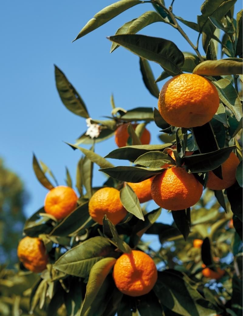 Mandarina