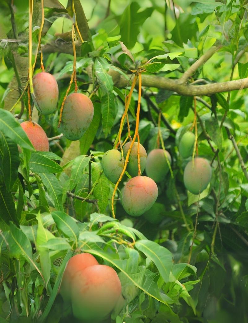 Mango
