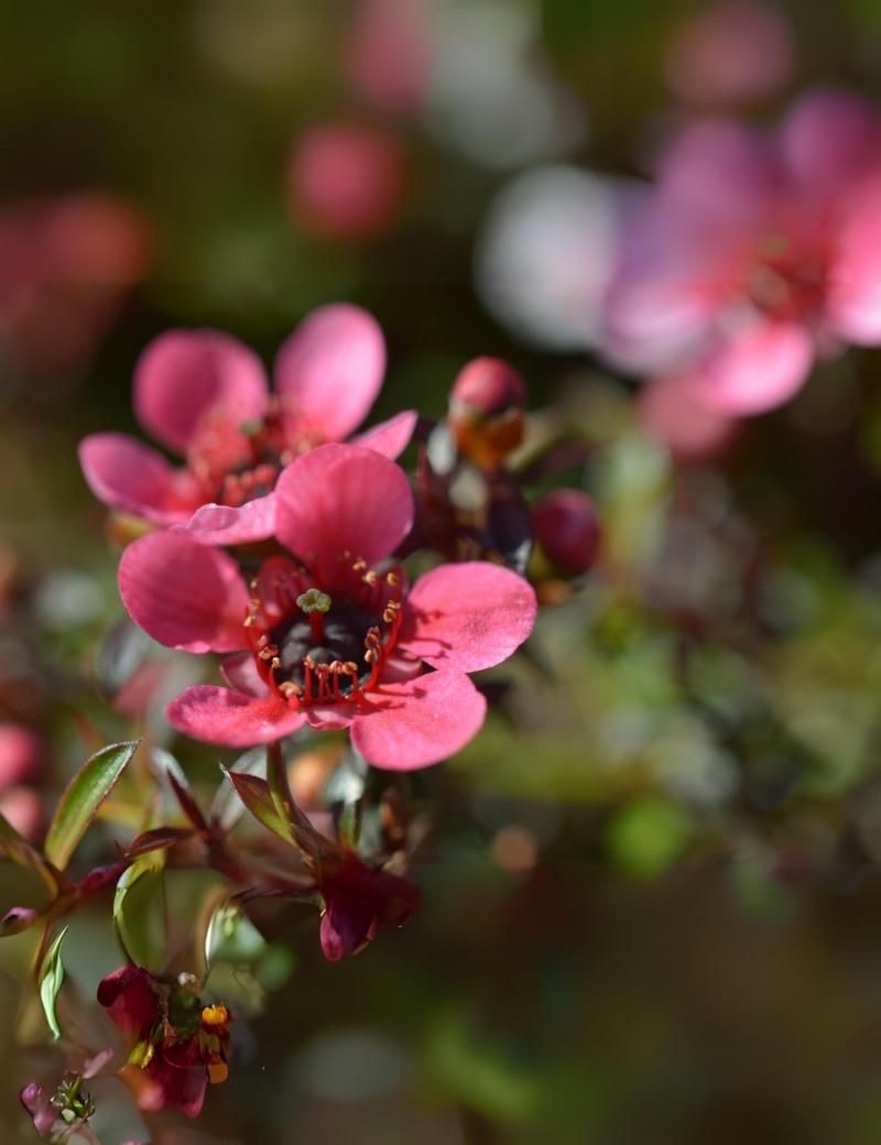 Manuka