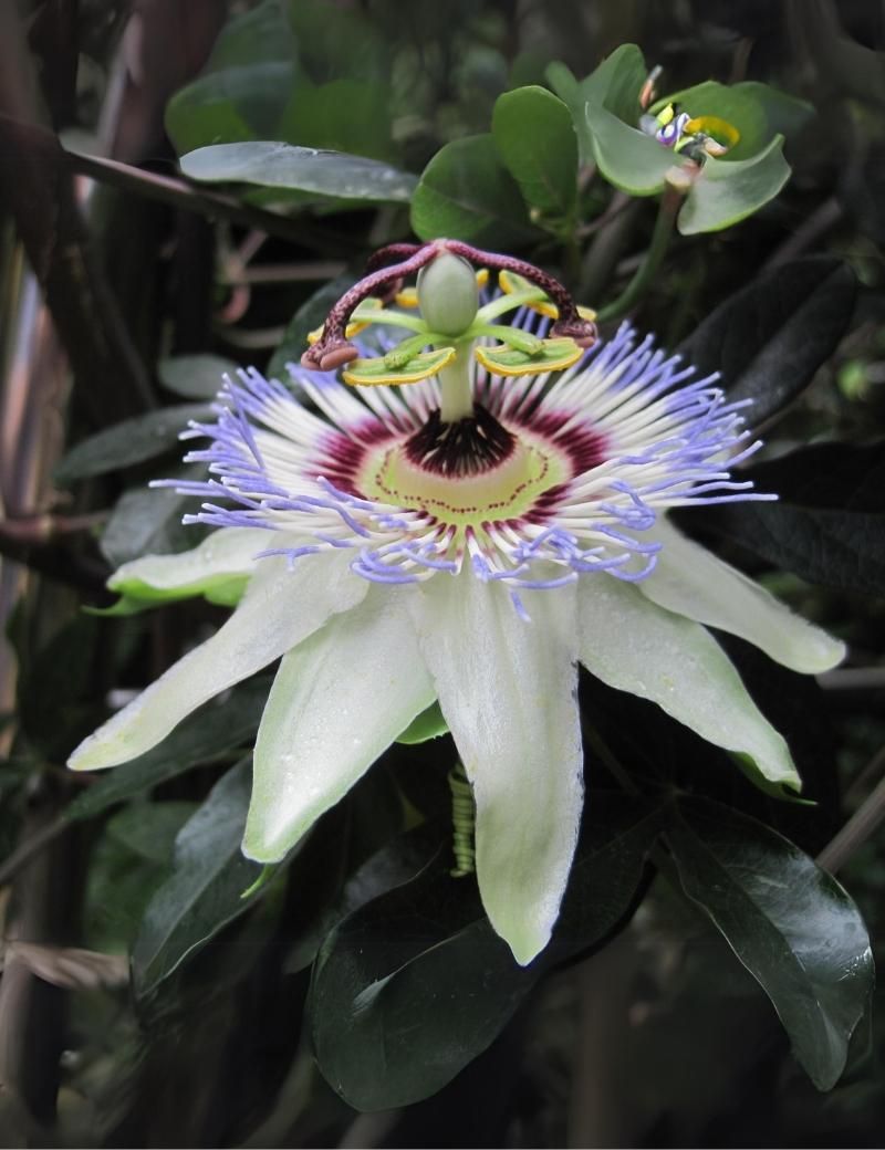 Maracuyá