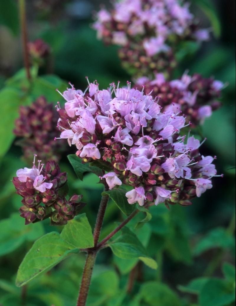 Mejorana