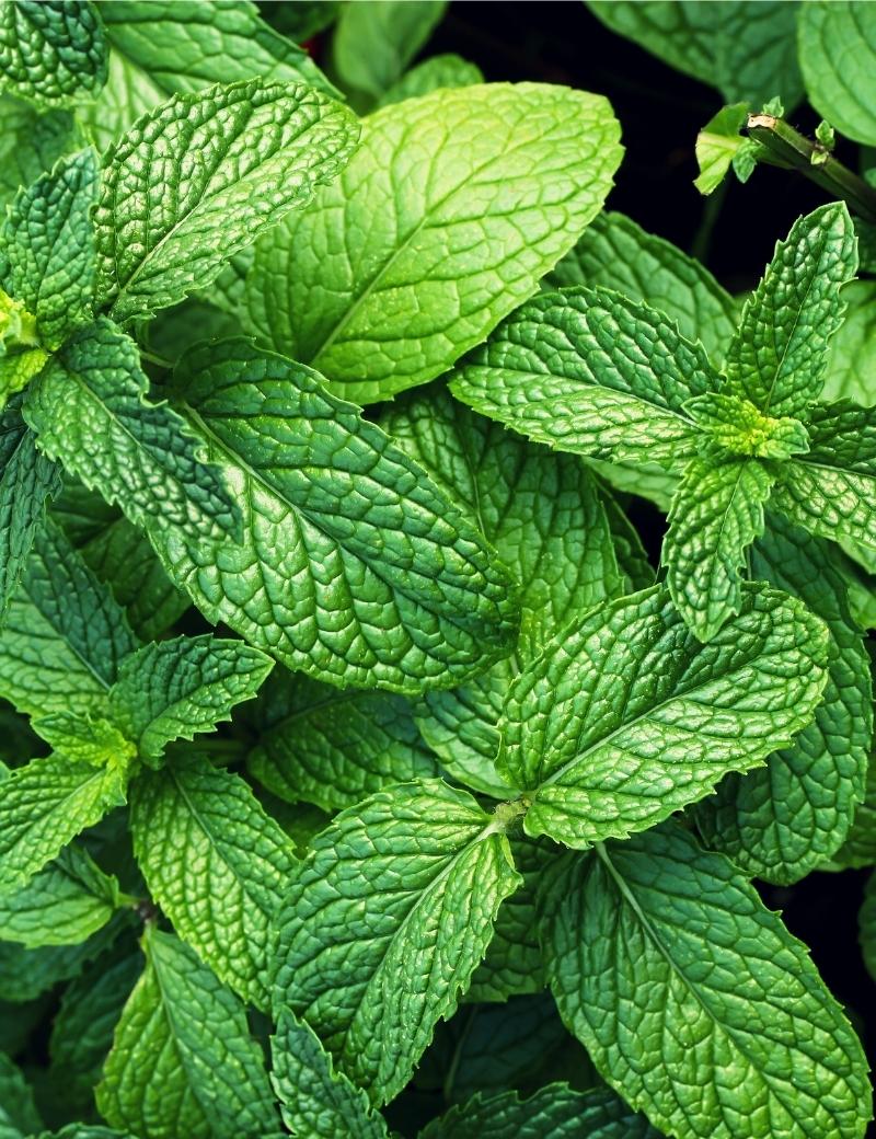 Menta