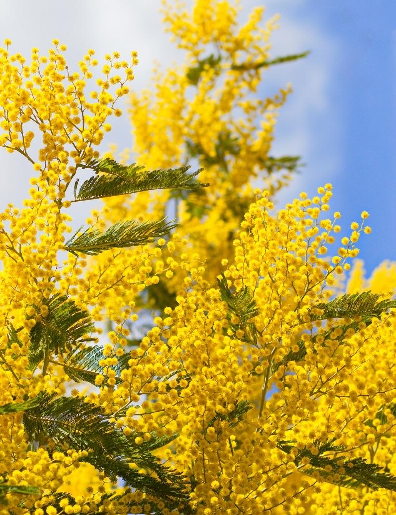 Mimosa