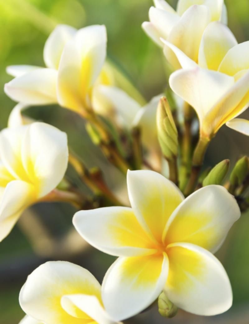 Moni de tahiti