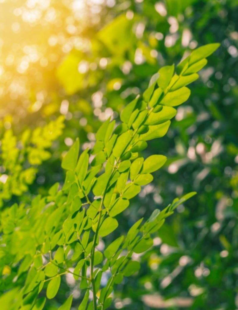 Moringa