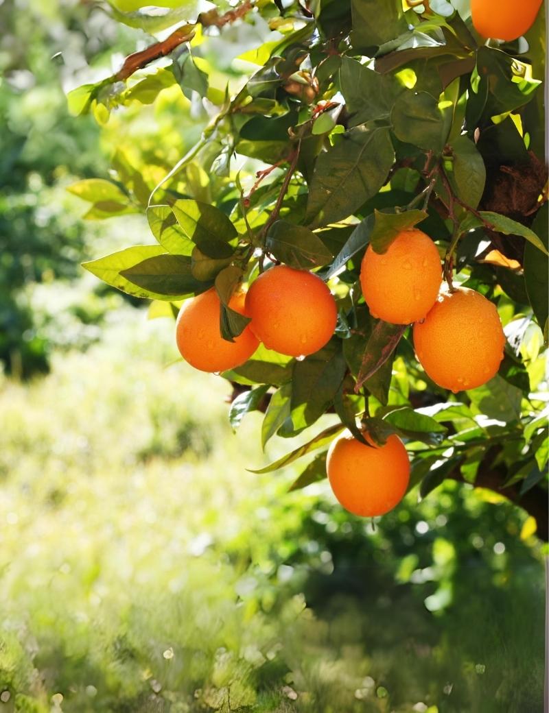 Naranja