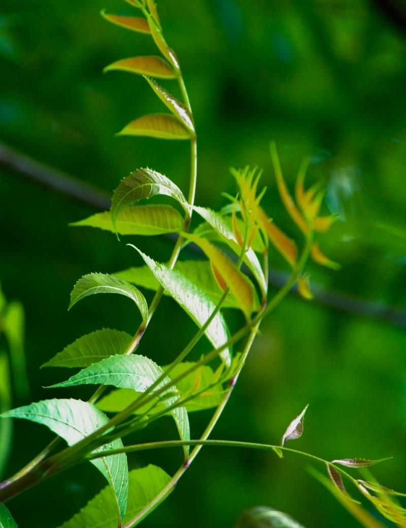 Neem