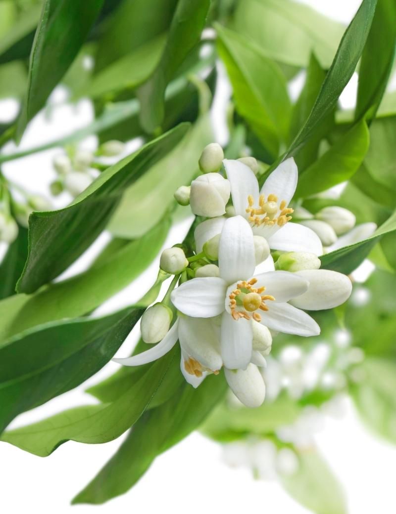 Neroli
