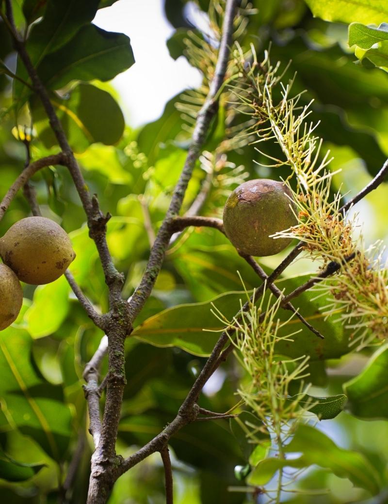 Nuez macadamia