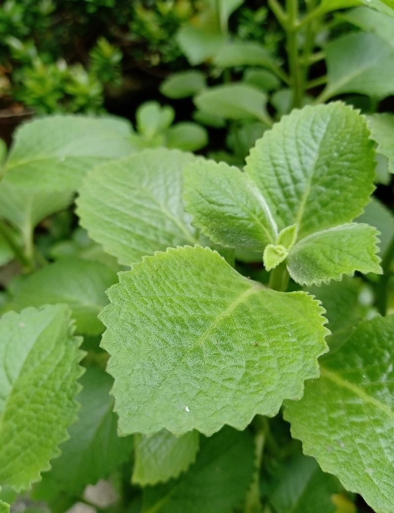 Oregano