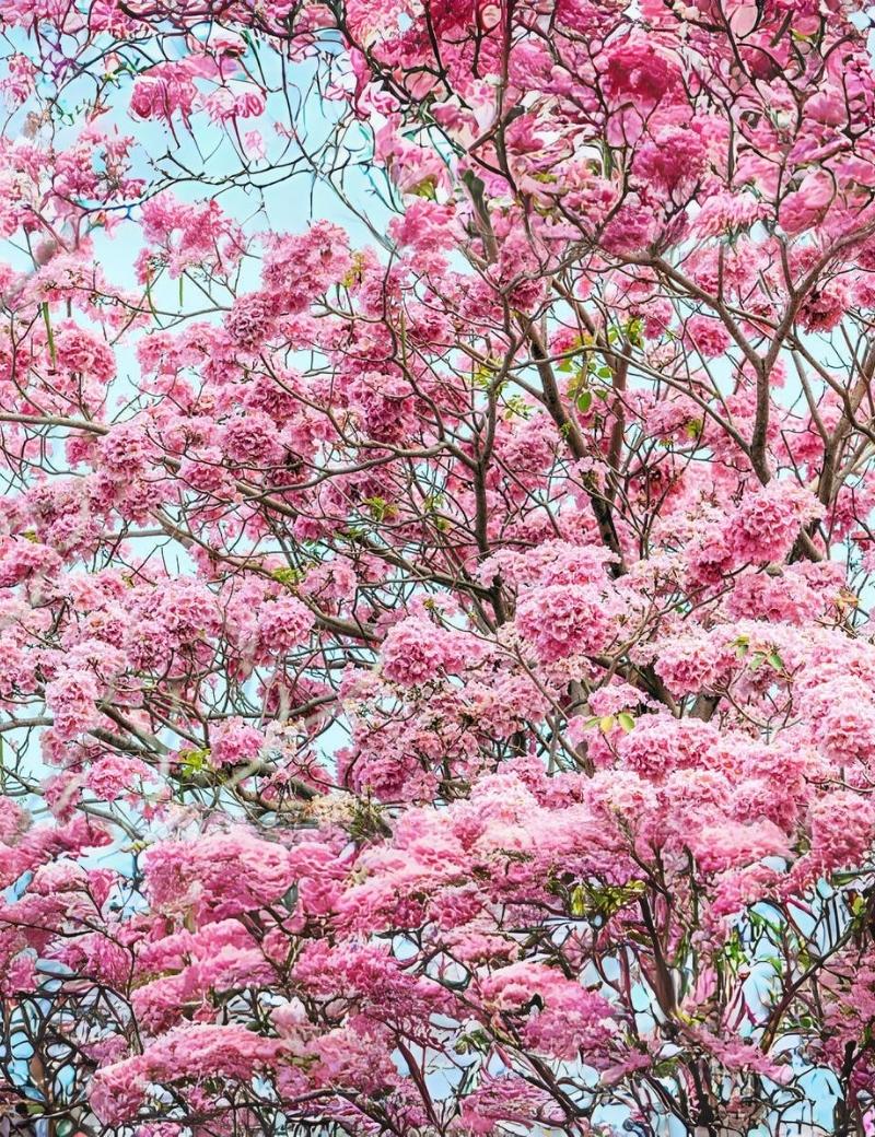 Palo de rosa