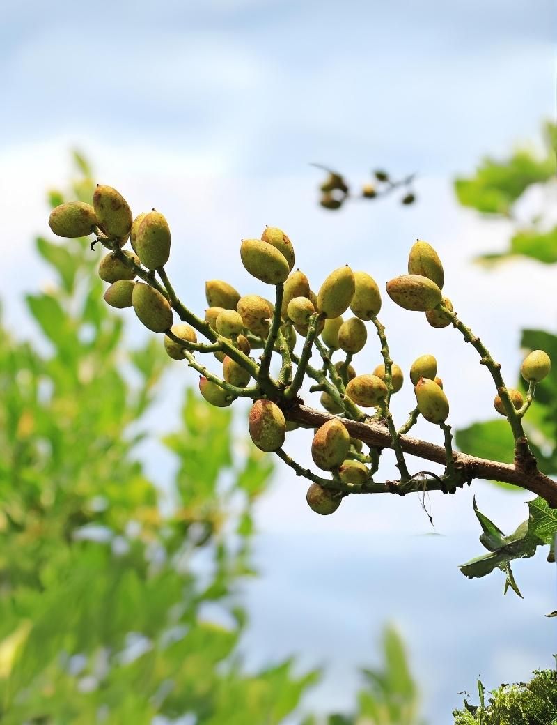 Pistacho