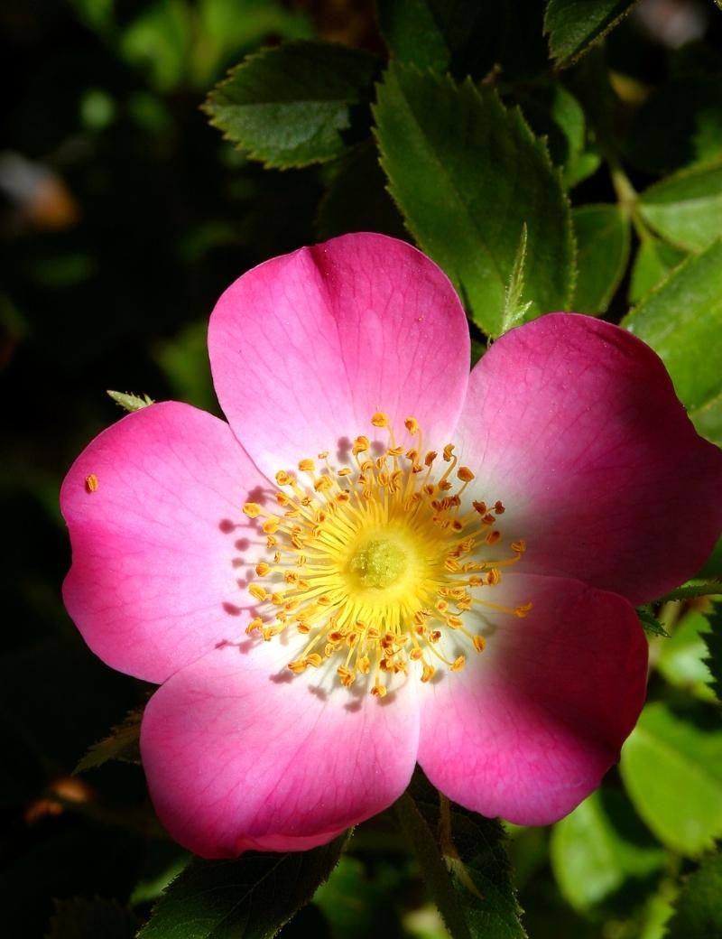 Rosa mosqueta