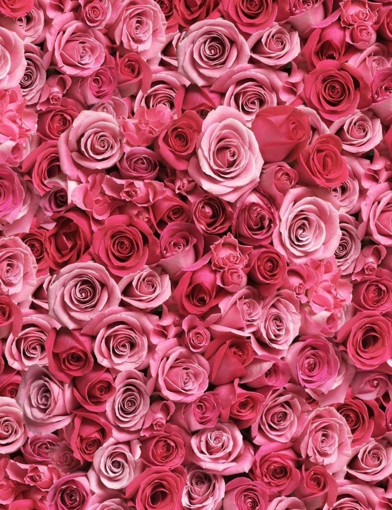 Rosas