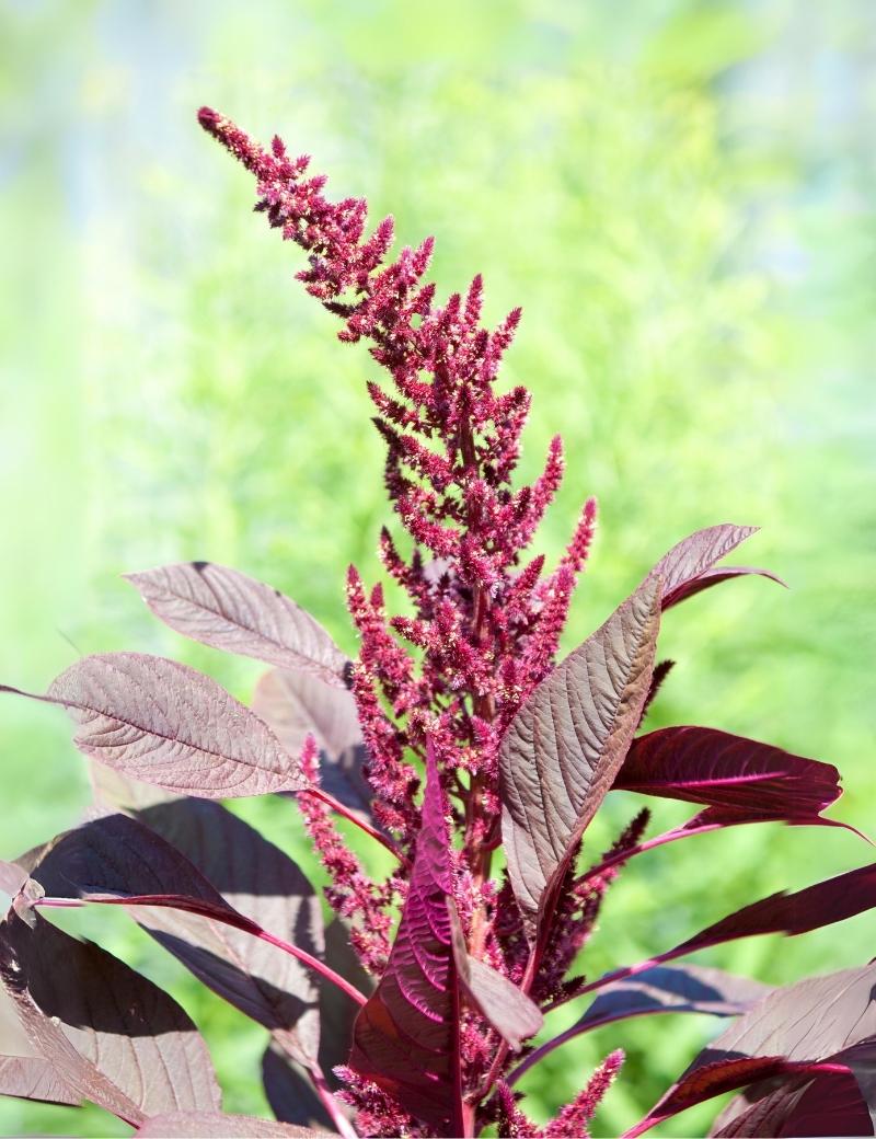 Semilla de amaranto