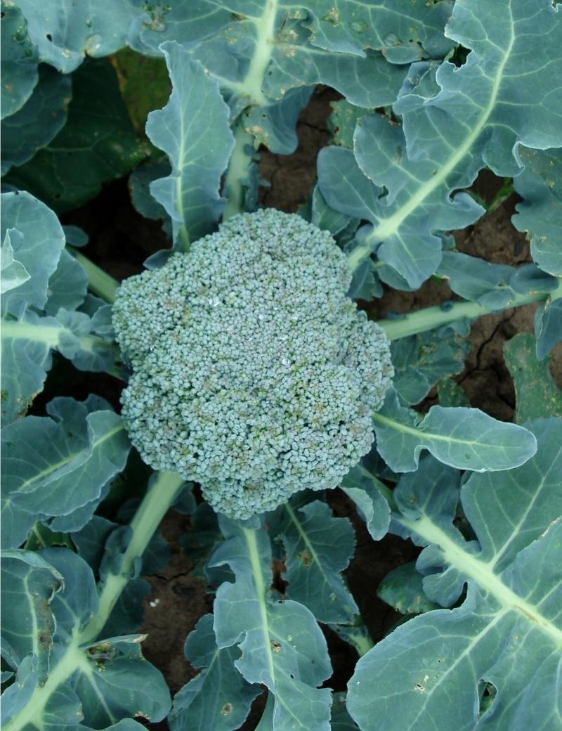 Semilla de brocoli