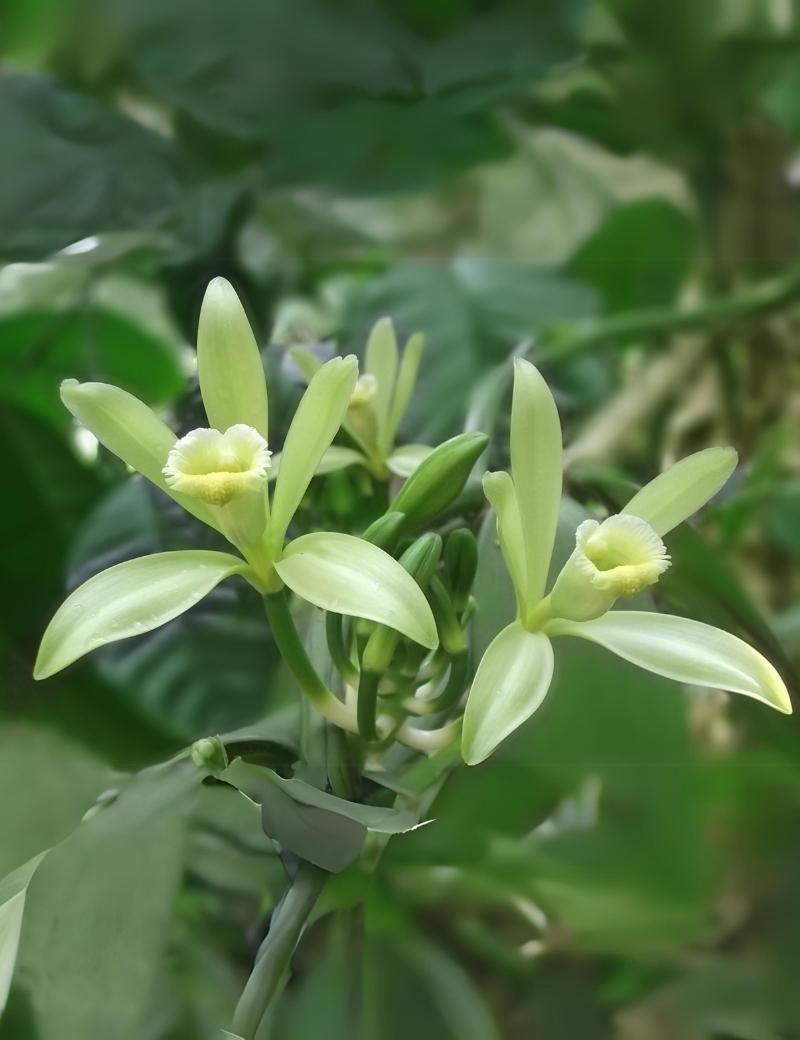 Vainilla