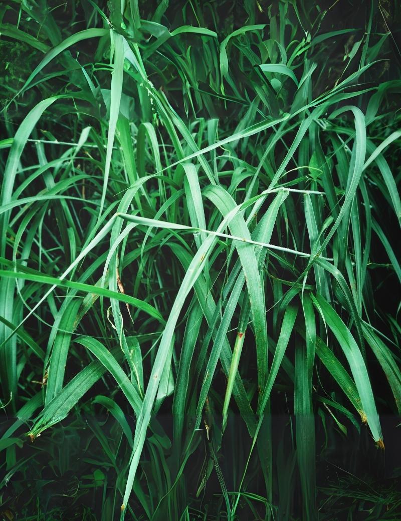 Vetiver