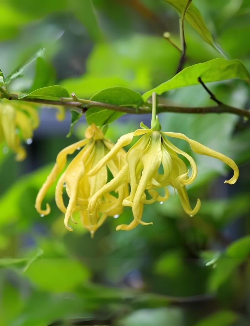 Ylang Ylang