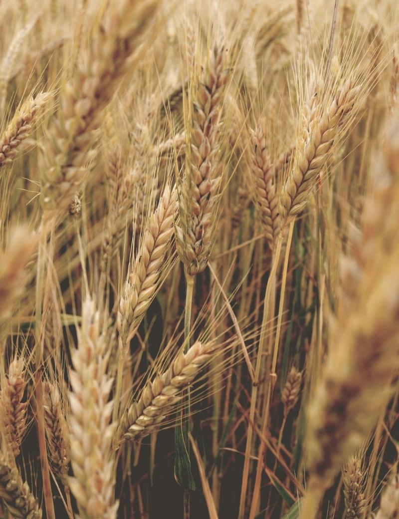 proteina de trigo